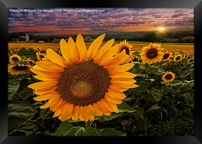 Sunflower Field Forever Framed Print by Susan Candelario