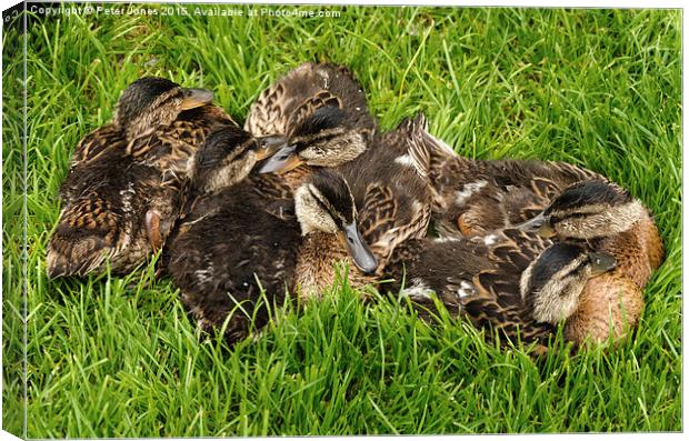  Pile of Ducklings Canvas Print by Peter Jones