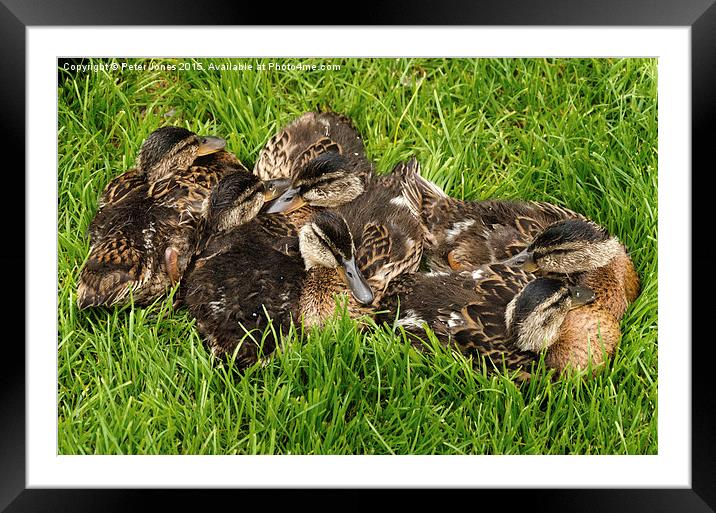  Pile of Ducklings Framed Mounted Print by Peter Jones