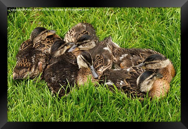  Pile of Ducklings Framed Print by Peter Jones