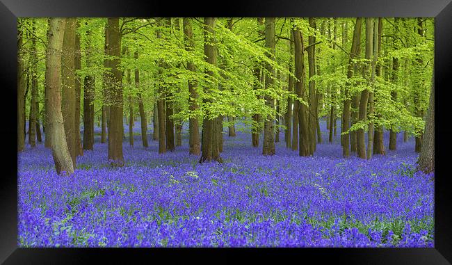 Bluebell Wood Framed Print by Inguna Plume