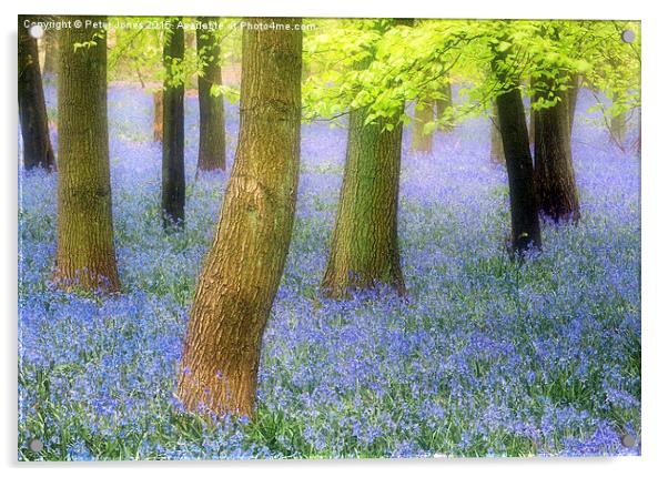   Bluebell woods Acrylic by Peter Jones