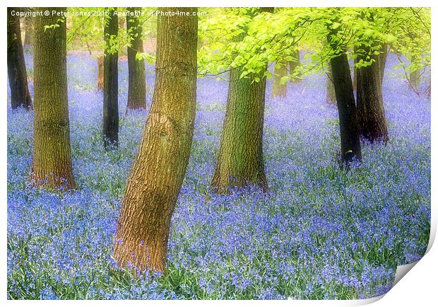   Bluebell woods Print by Peter Jones