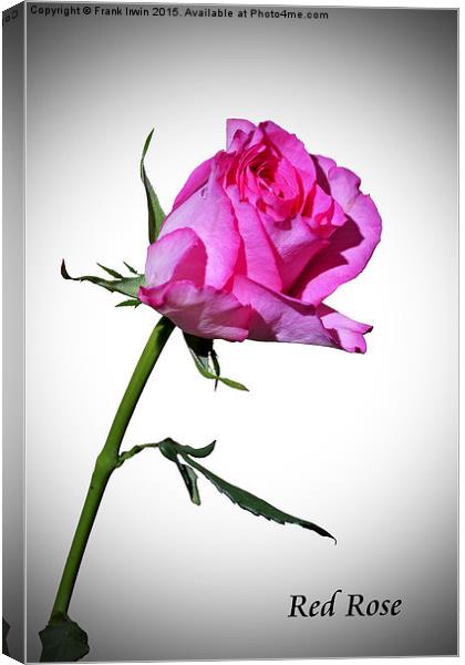  Beautiful red Hybrid Tea rose in artistic form Canvas Print by Frank Irwin