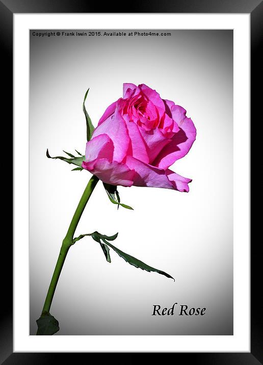  Beautiful red Hybrid Tea rose in artistic form Framed Mounted Print by Frank Irwin