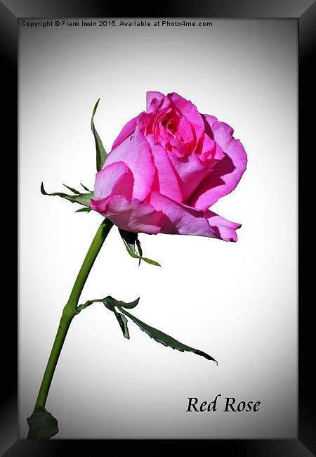  Beautiful red Hybrid Tea rose in artistic form Framed Print by Frank Irwin