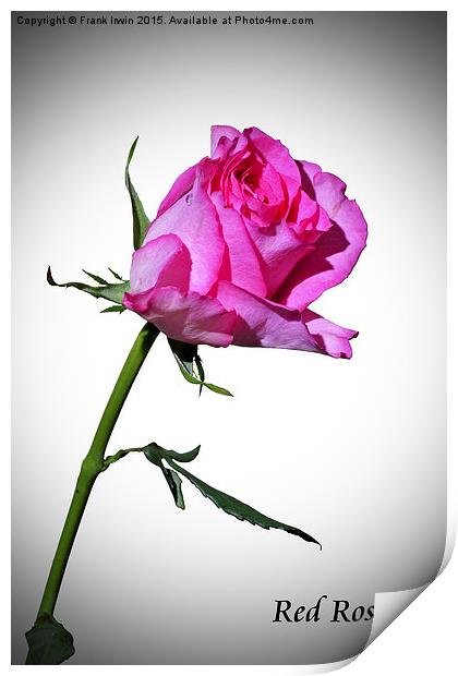  Beautiful red Hybrid Tea rose in artistic form Print by Frank Irwin