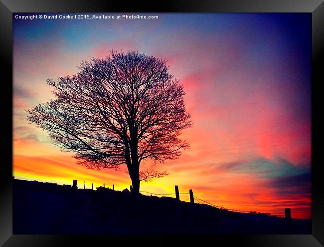  Splendid Tree at Sunset Framed Print by David Cockell