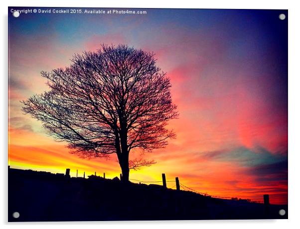  Splendid Tree at Sunset Acrylic by David Cockell