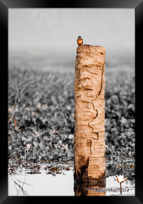 Kingfisher on a stump Framed Print by Brent Olson