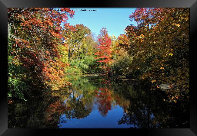  Central Park reflections Framed Print by Matthew Bates