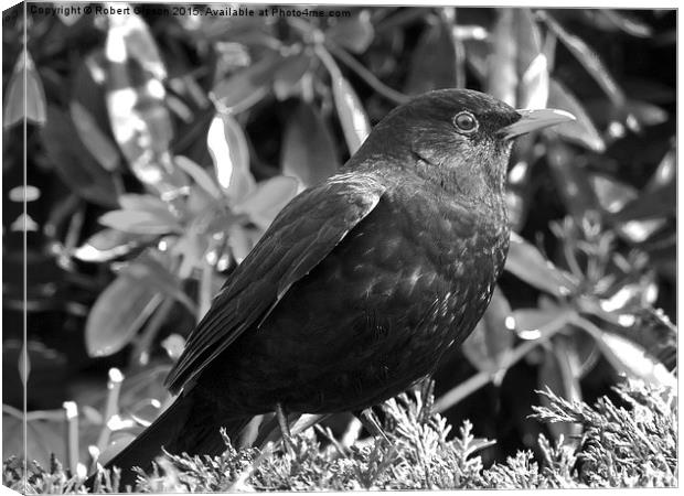  Blackbird in black and white Canvas Print by Robert Gipson