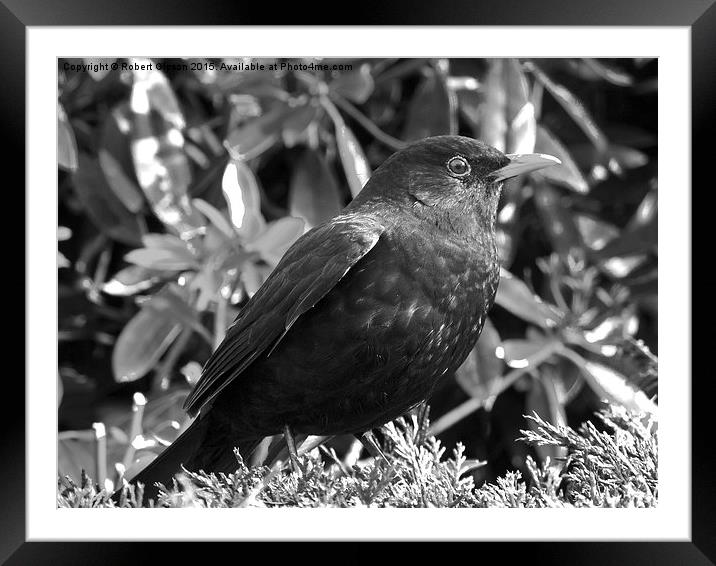  Blackbird in black and white Framed Mounted Print by Robert Gipson