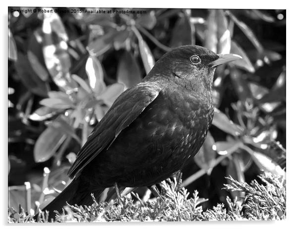  Blackbird in black and white Acrylic by Robert Gipson
