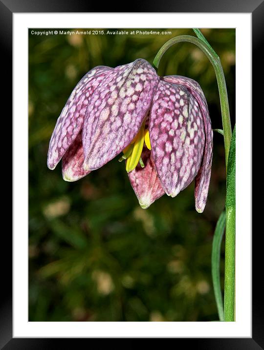  Snake's Head fritillary Framed Mounted Print by Martyn Arnold