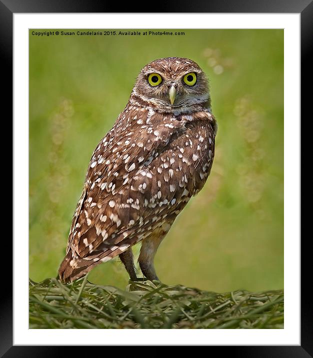 Burrowing Owl Framed Mounted Print by Susan Candelario