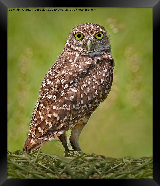 Burrowing Owl Framed Print by Susan Candelario