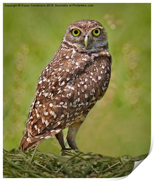Burrowing Owl Print by Susan Candelario