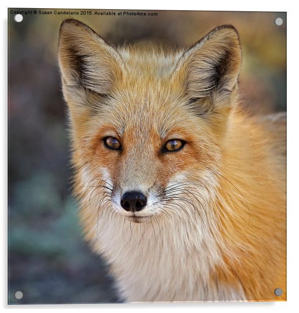 Foxy Lady Acrylic by Susan Candelario