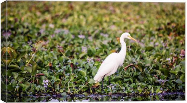 An egret in the backwaters of Kerala Canvas Print by Brent Olson