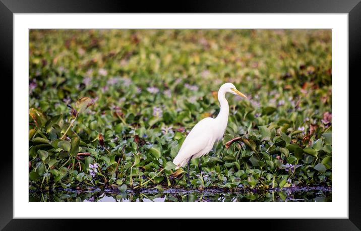 An egret in the backwaters of Kerala Framed Mounted Print by Brent Olson