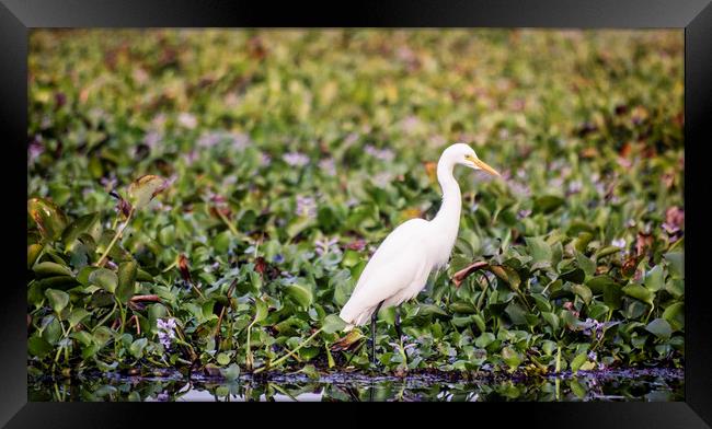 An egret in the backwaters of Kerala Framed Print by Brent Olson
