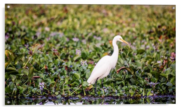 An egret in the backwaters of Kerala Acrylic by Brent Olson