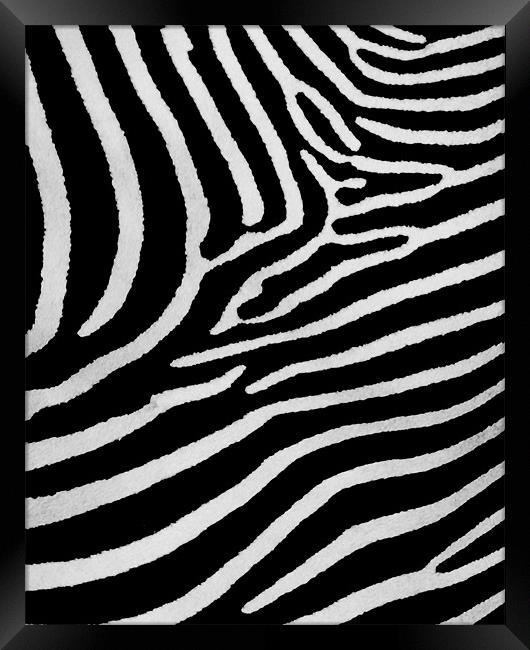Zebra skin Framed Print by Mike Gorton
