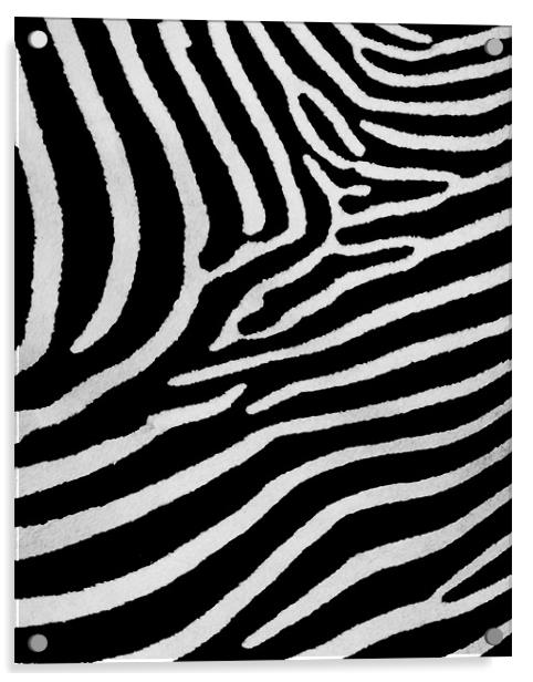 Zebra skin Acrylic by Mike Gorton