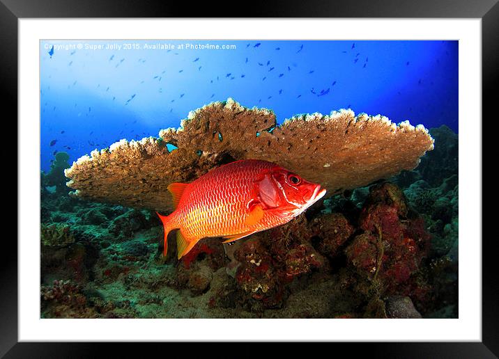 Underwater marine fish and coral reef Framed Mounted Print by Super Jolly