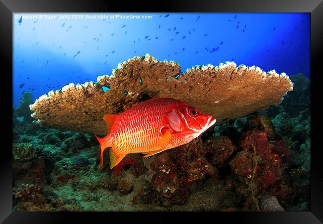 Underwater marine fish and coral reef Framed Print by Super Jolly