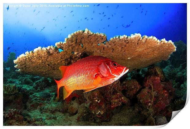 Underwater marine fish and coral reef Print by Super Jolly