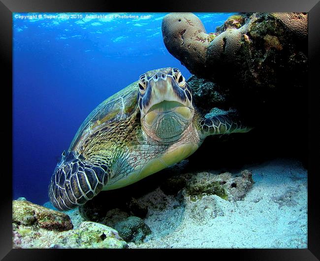 Underwater turtle Framed Print by Super Jolly