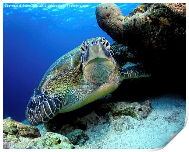 Underwater turtle Print by Super Jolly