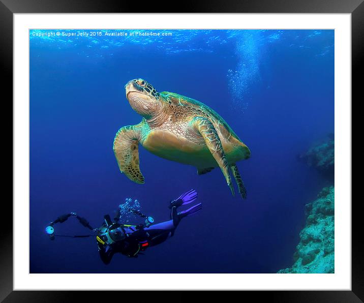 Underwater turtle and photographer Framed Mounted Print by Super Jolly