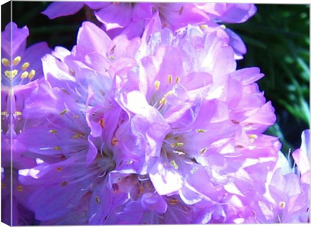  Mothers Day Flower. Canvas Print by Heather Goodwin