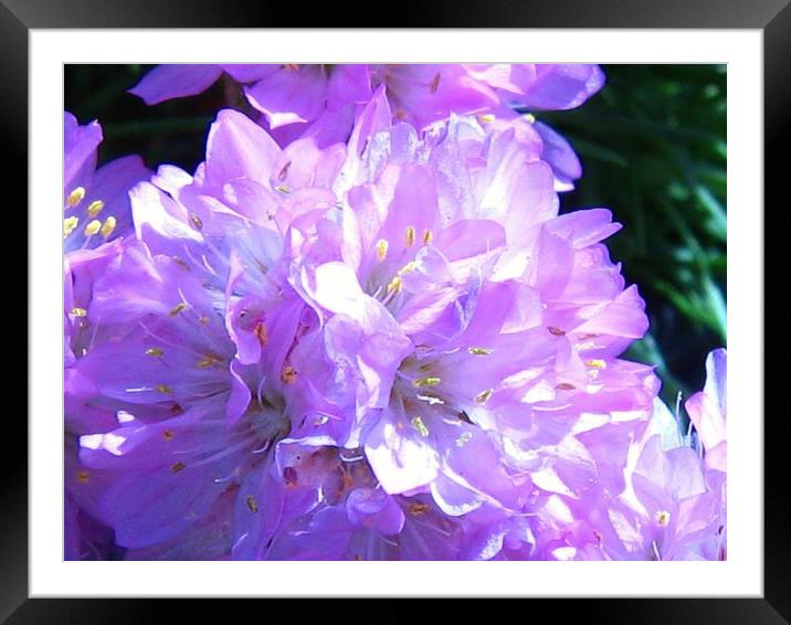  Mothers Day Flower. Framed Mounted Print by Heather Goodwin