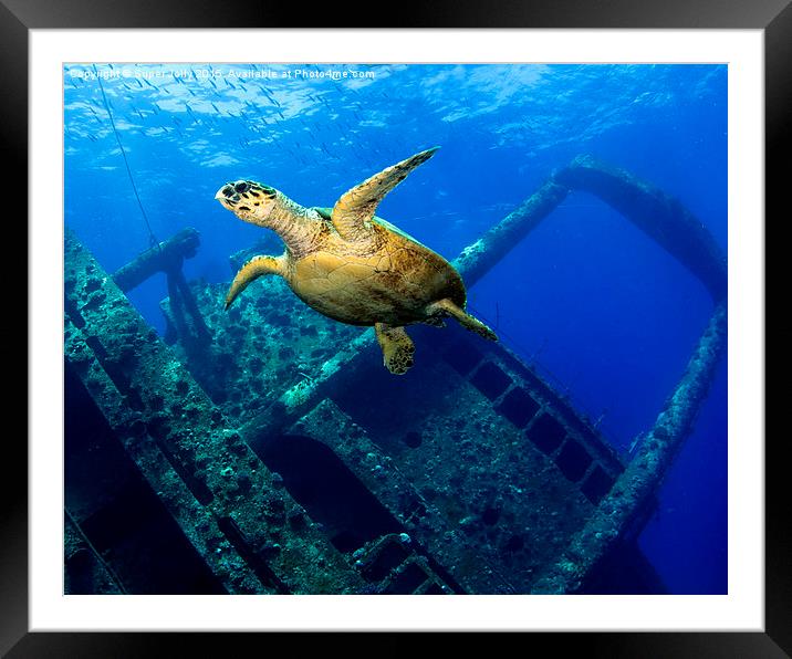 Egypt underwater Giannis D Gianis D turtle  Framed Mounted Print by Super Jolly