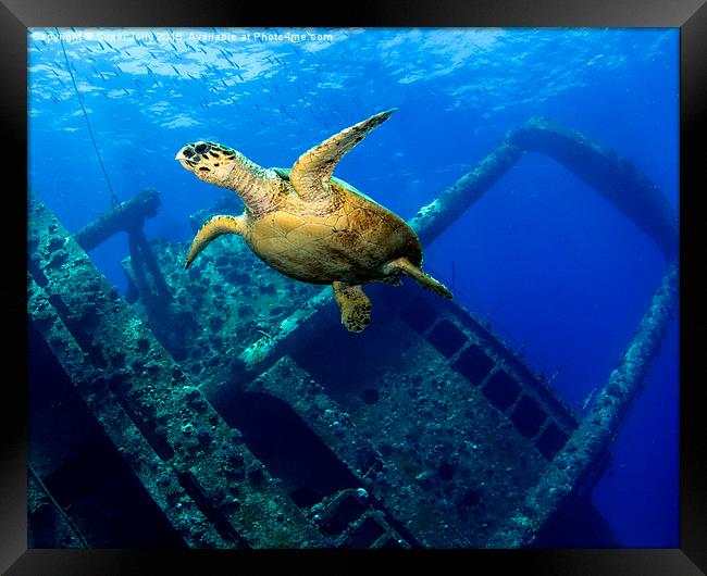 Egypt underwater Giannis D Gianis D turtle  Framed Print by Super Jolly