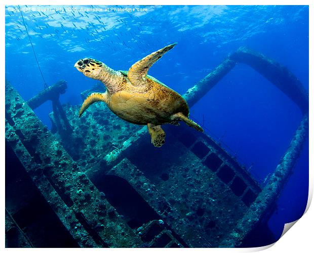 Egypt underwater Giannis D Gianis D turtle  Print by Super Jolly