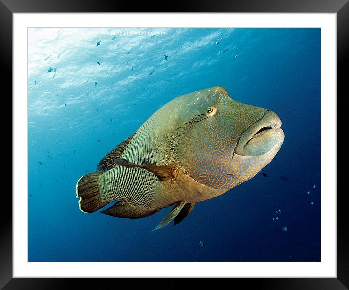 Underwater fish and coral reef, napoleon wrasse Framed Mounted Print by Super Jolly