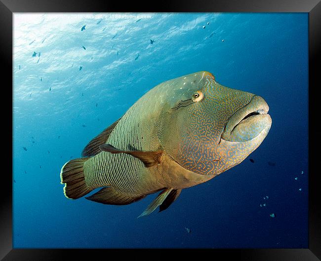 Underwater fish and coral reef, napoleon wrasse Framed Print by Super Jolly