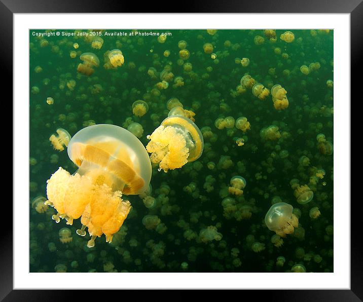 Palau Jellyfish Lake Jelly Fish Framed Mounted Print by Super Jolly