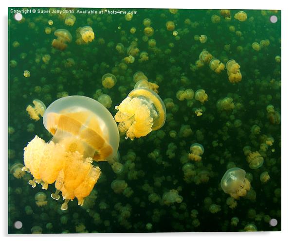 Palau Jellyfish Lake Jelly Fish Acrylic by Super Jolly