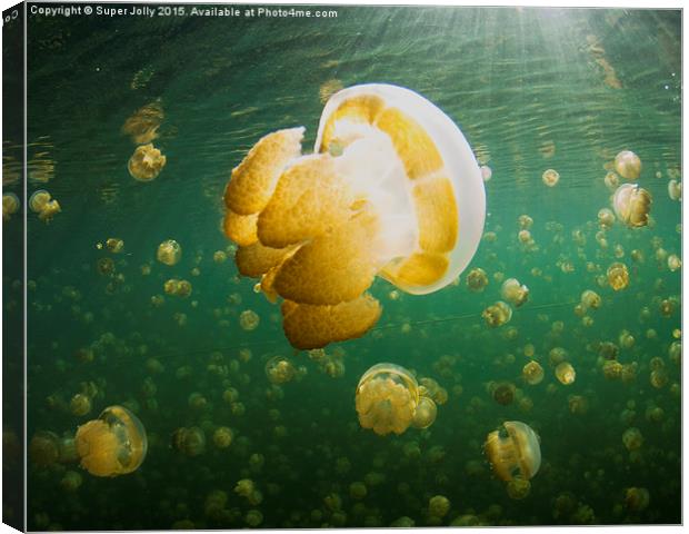 Palau Jellyfish Lake Jelly Fish Canvas Print by Super Jolly