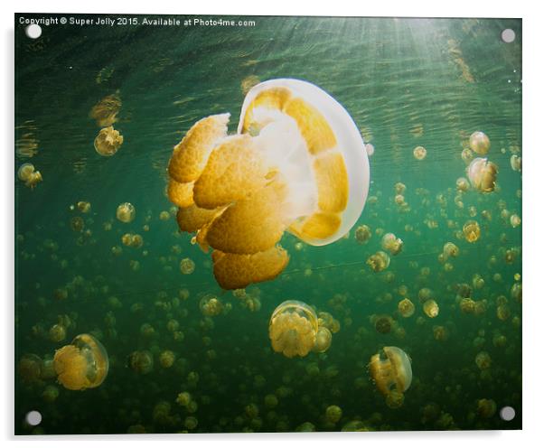Palau Jellyfish Lake Jelly Fish Acrylic by Super Jolly