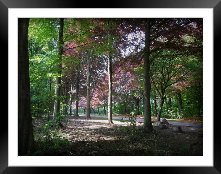  The Shady Walk. Framed Mounted Print by Heather Goodwin