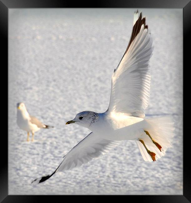  flying low Framed Print by sue davies