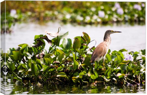 A grebe in the backwaters of Kerala Canvas Print by Brent Olson