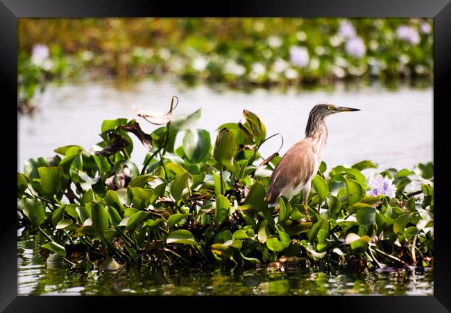 A grebe in the backwaters of Kerala Framed Print by Brent Olson